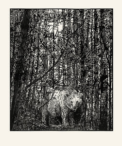 "Inmerso natural I (oso)”